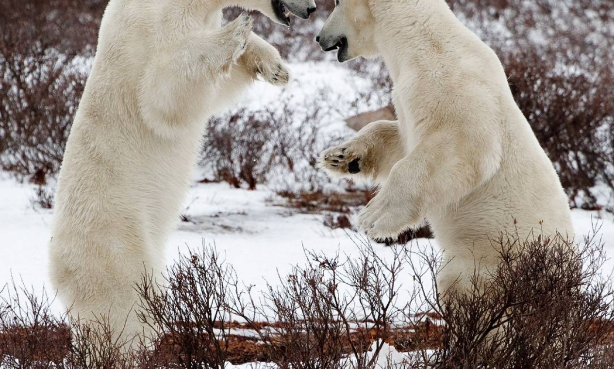Com o degelo das águas no Ártico, os ursos polares se recolhem para as áreas secas às margens do Ártico Foto: Divulgação/ Frontiers North Adventures