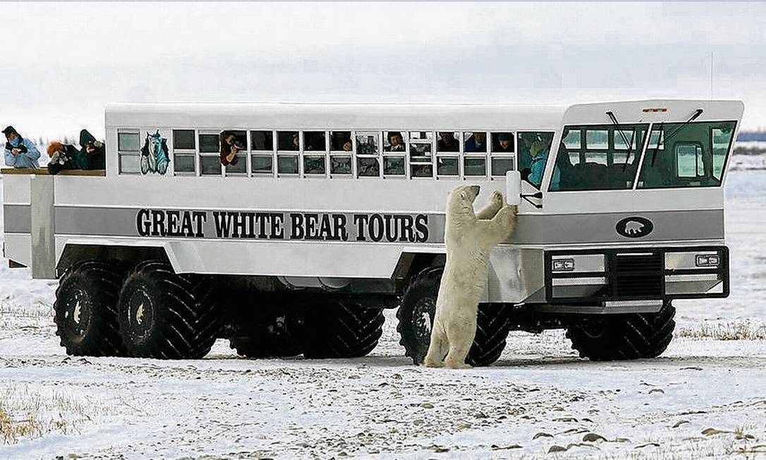 Churchill, on the shores of Hudon Bay, is called the Polar Bear Capital of the World and is the base for many tours and expeditions.  Operators guarantee good visibility on the circuits by limiting the number of passengers in the tundra buggies Photo: Divulgação / Ed Bouvier / Churchill Nature Tours
