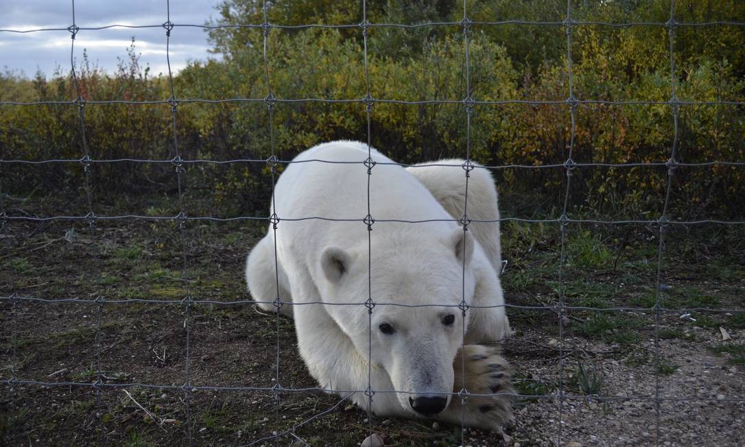 Inside the fence it is possible to stay close to the animals Photo: Cristina Massari / O Globo