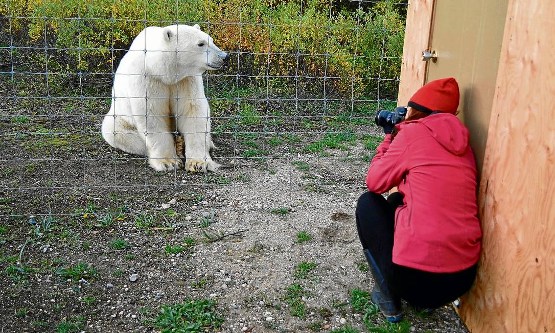 Protected by the fence, guests enjoy photographing polar bears from inside the camp Photo: Cristina Massari / O Globo