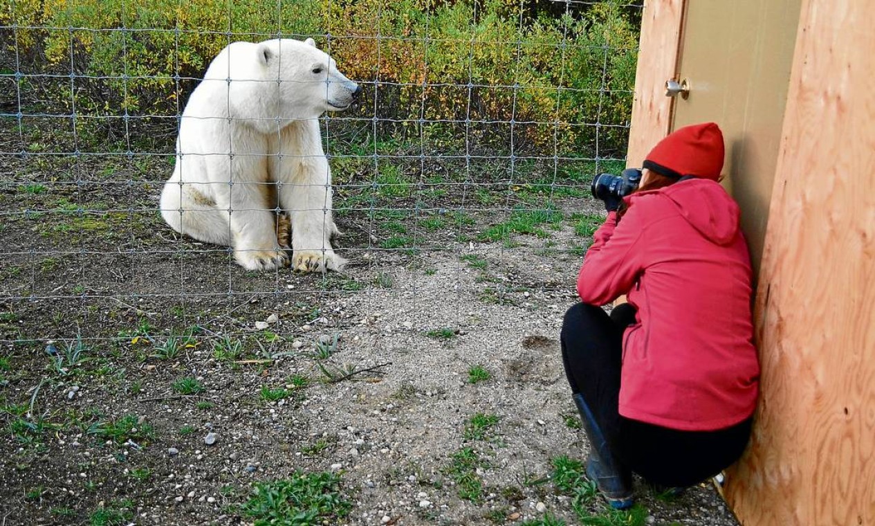 Protegidos pela cerca, hóspedes se divertem fotografando os ursos polares, de dentro do acampamento Foto: Cristina Massari / O Globo