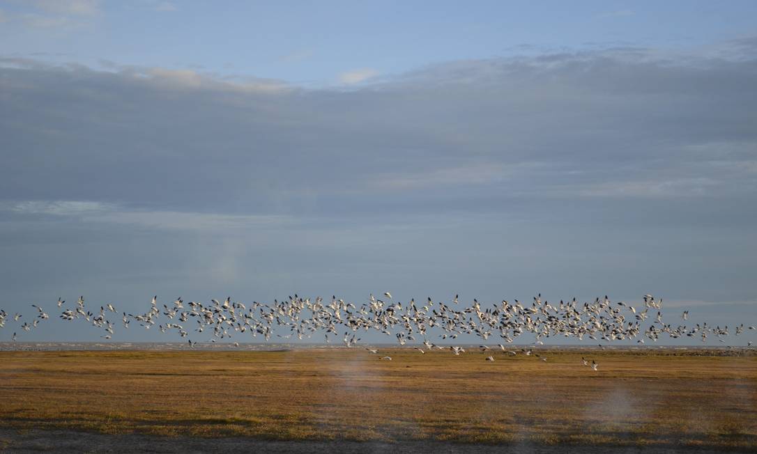 Flock of geese in the Hudson Bay area Photo: Cristina Massari / O Globo