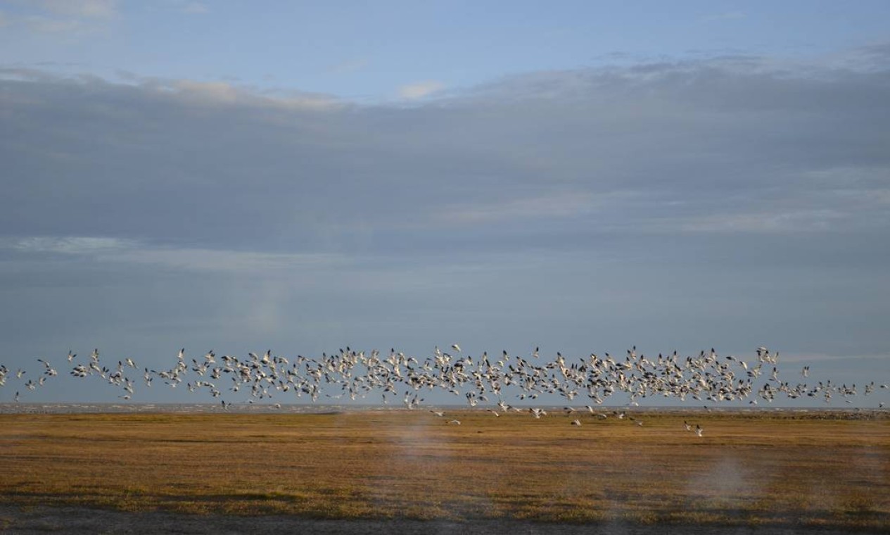 Revoada de gansos na região da Baía de Hudson Foto: Cristina Massari / O Globo