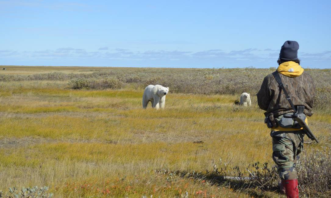 During the visits to the Nanuk Polar Bear Lodge, a polar bear mother and cub approach the group of visitors, under the watchful eye of guide Andrew Mac Pherson Photo: Cristina Massari / O Globo