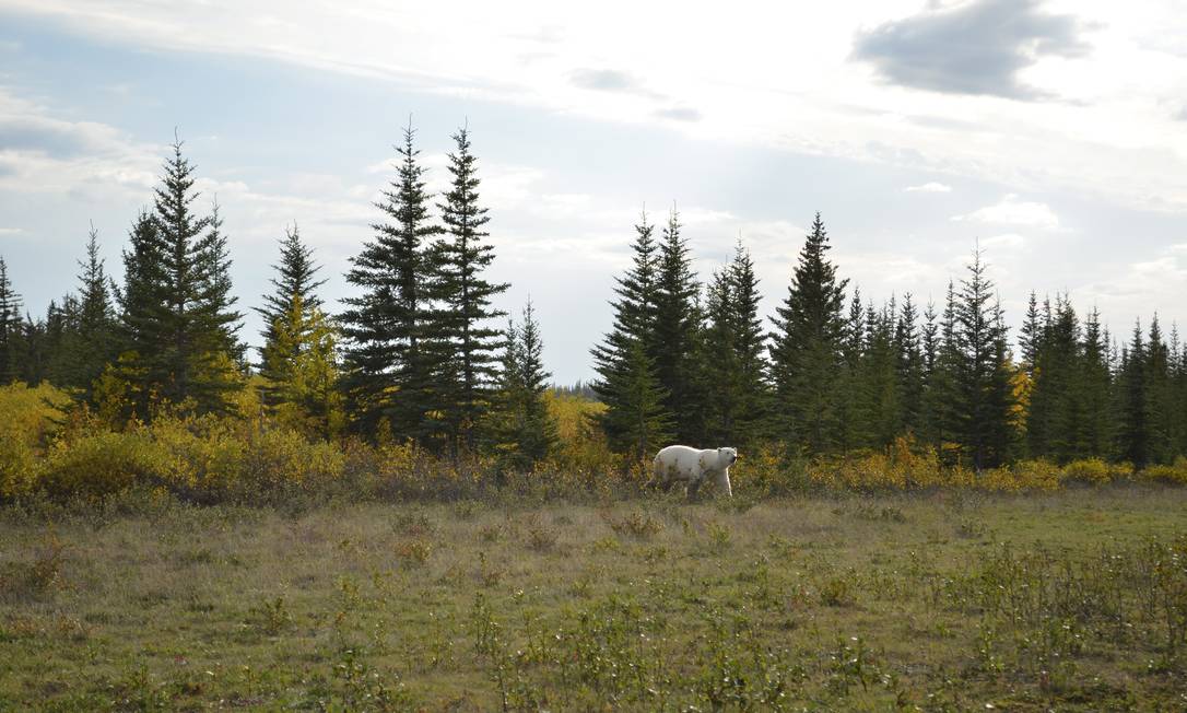 The young bear wanders around Nanuk Lodge Photo: Cristina Massari / O Globo