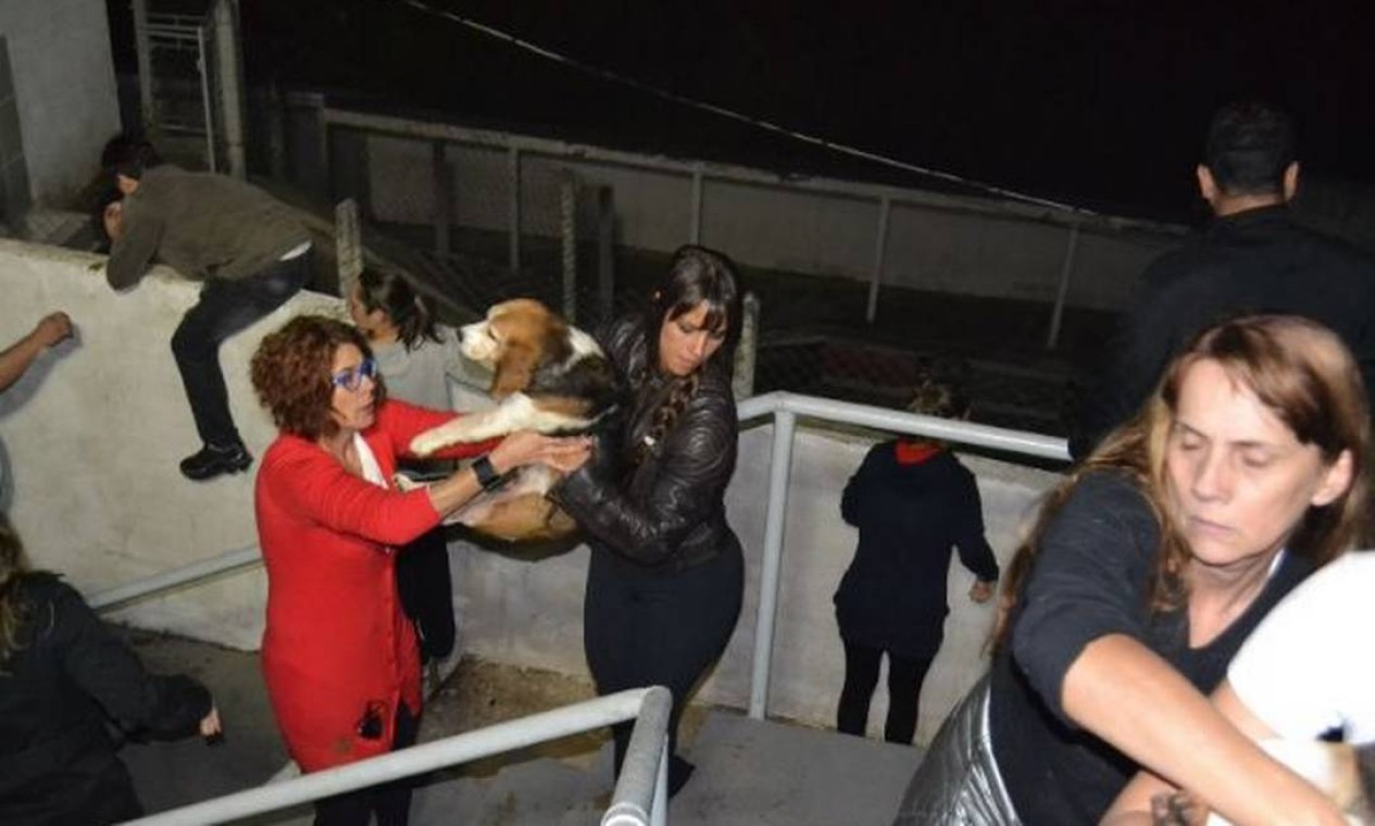 Os ativistas retiraram de lá 178 cães da raça Beagle usados em testes para indústria farmacêutica Foto: Alessandro Costa/ São Roque Notícias