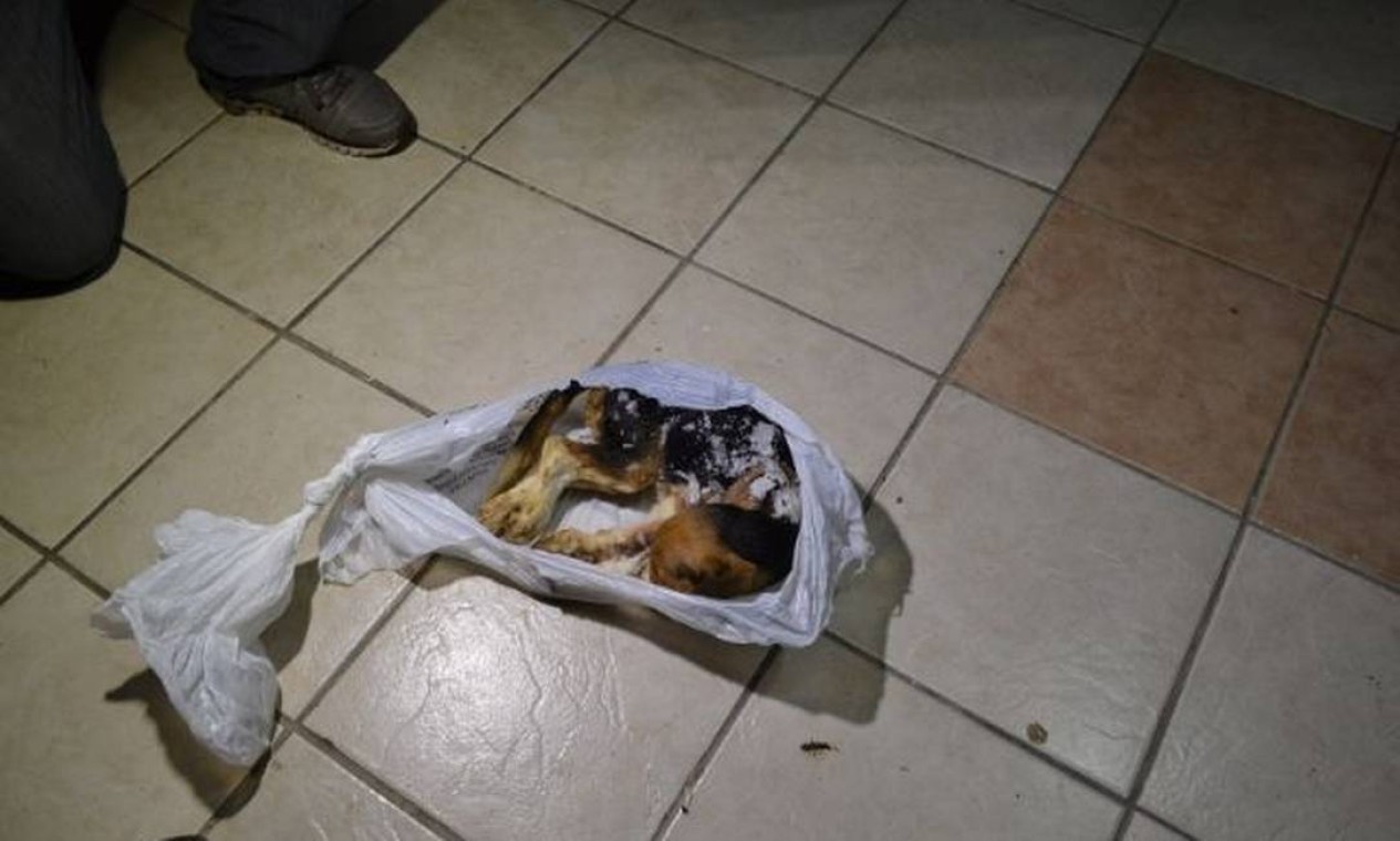 Um cão foi encontrado morto Foto: Alessandro Costa/ São Roque Notícias