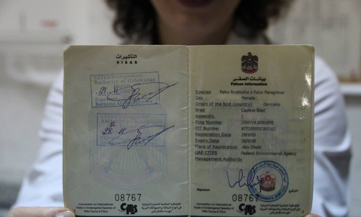 Os falcões dos Emirados Árabes têm até passaporte e podem ser transportado junto com passageiros nos aviões da Etihad, companhia aérea do emirado Foto: Eduardo Maia / Agência O Globo