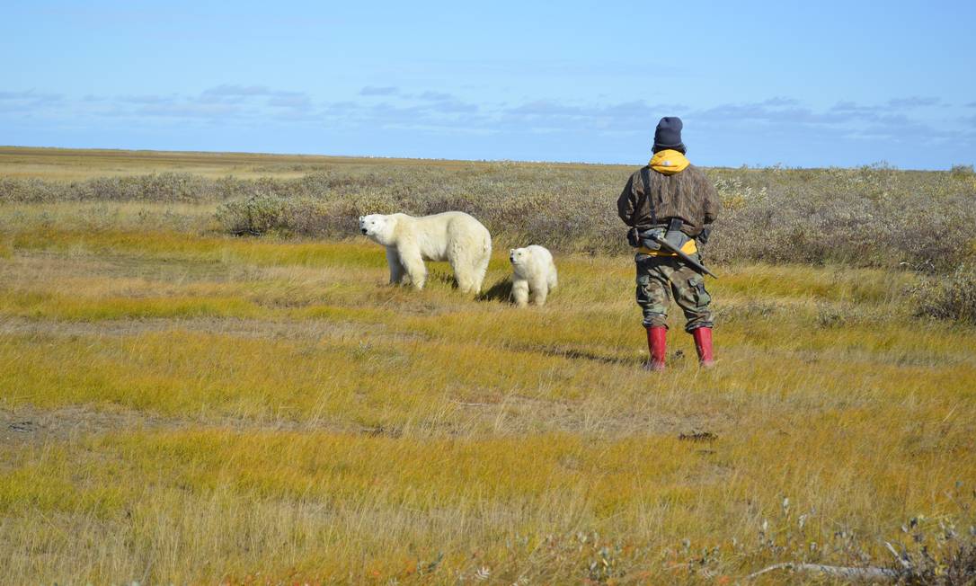 
Ursos polares na Baía de Hudson, próximo a Churchill, no Canadá
Foto: Cristina Massari/09-10-2013