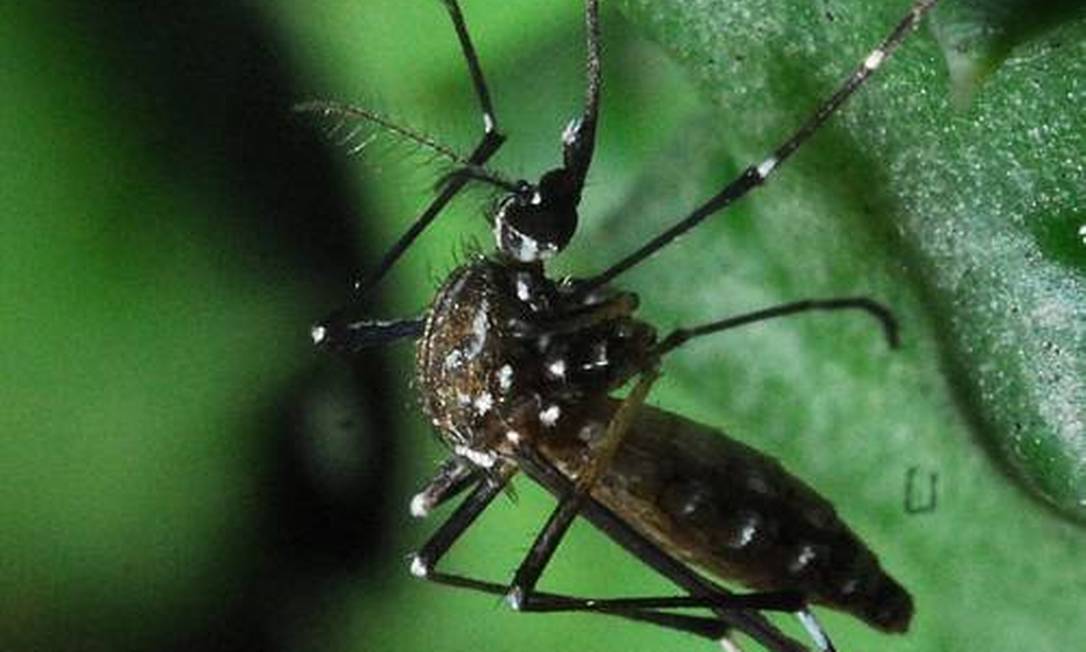 Aedes aegypti é o mosquito transmissor da dengue Foto: Divulgação