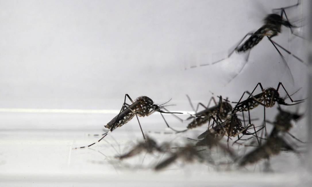 Papilas gustativas do mosquito detectam odor humano - Jornal O Globo