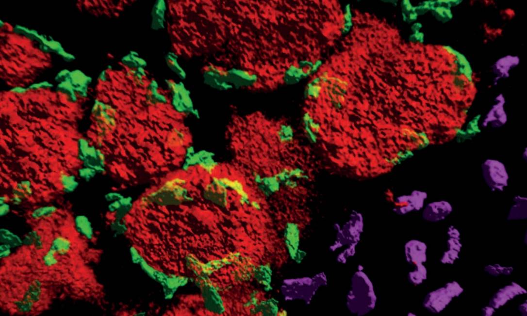 
Imagens capturadas de dois tipos de células do sistema imunológico (verde e roxo), próximo a um tumor (vermelho)
Foto: Reprodução/Nature
