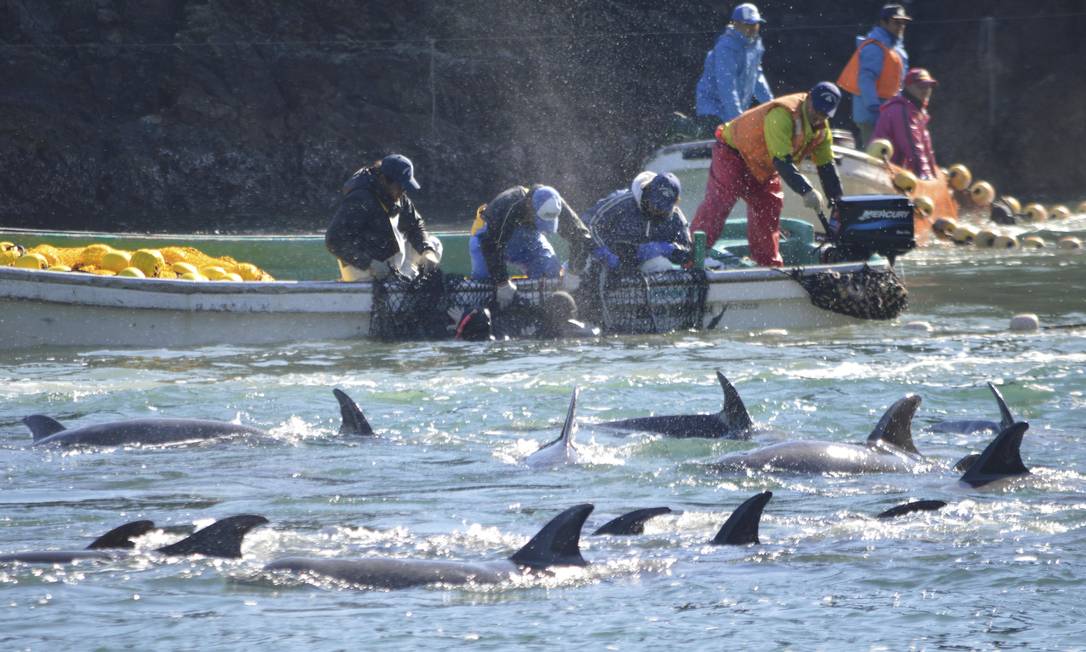 
Pescadores caçam golfinhos durante o processo de seleção em Taiji, no Japão
Foto: AP