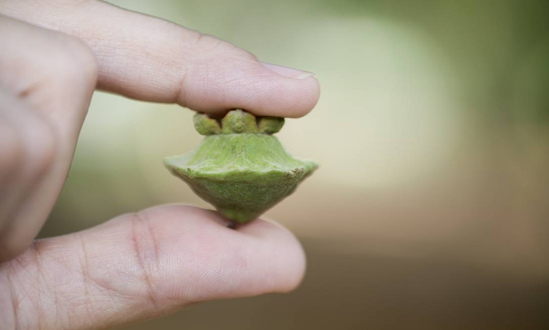 
Cambuci. Fruta, que lembra um disco voador, vem de árvore em perigo de extinção
Foto: Simone Marinho