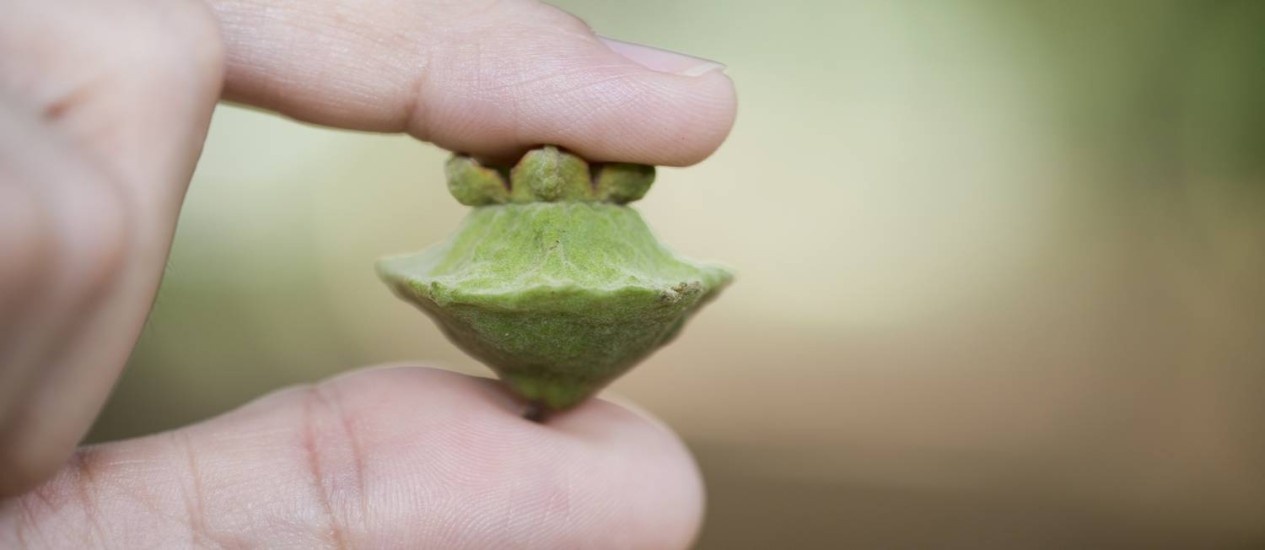 
Cambuci. Fruta, que lembra um disco voador, vem de árvore em perigo de extinção
Foto: Simone Marinho