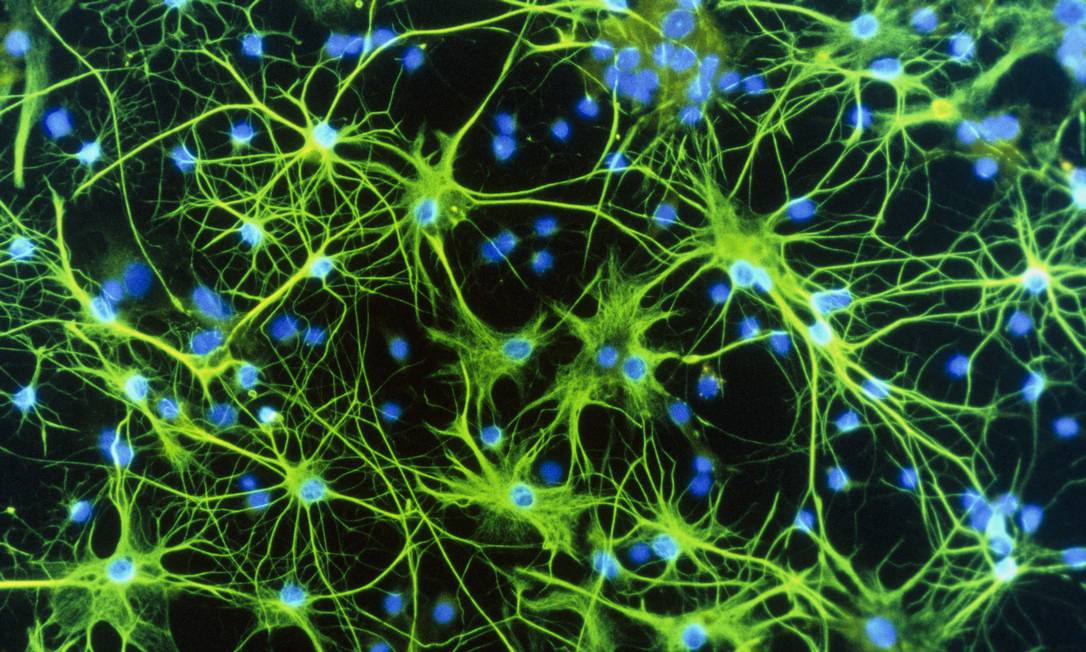 
Neurônios. Comunicação dá pistas sobre desenvolvimento da inteligência
Foto: Latinstock