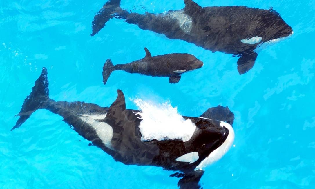 O show pode continuar: projeto de lei que bane cativeiro de orcas ...