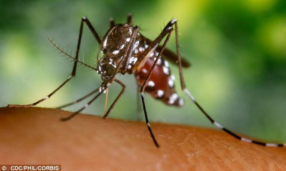
Mosquitos, os mais letais, matam 725 mil pessoas por ano
Foto:
/
Reprodução

