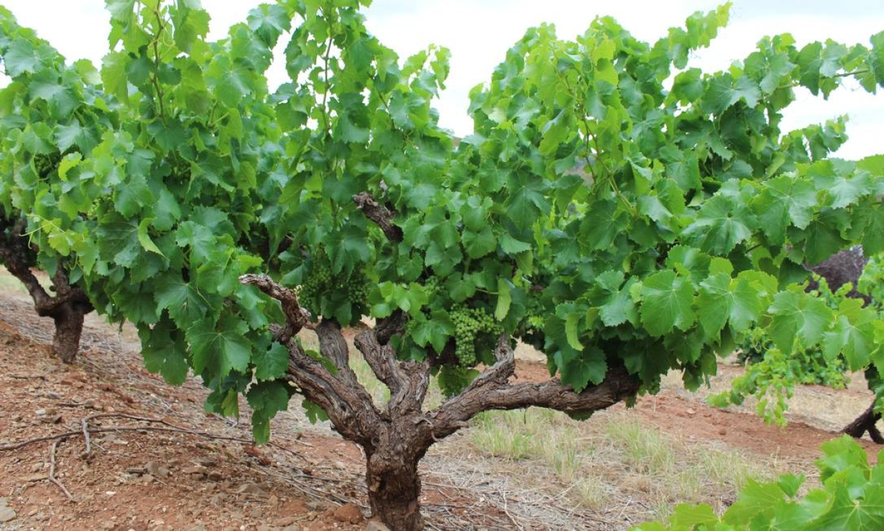O Barossa Valley é uma das regiões mais antigas de vinhos na Austrália. Começou a ser ocupado em meados do século XIX Foto: Fernanda Dutra / O Globo