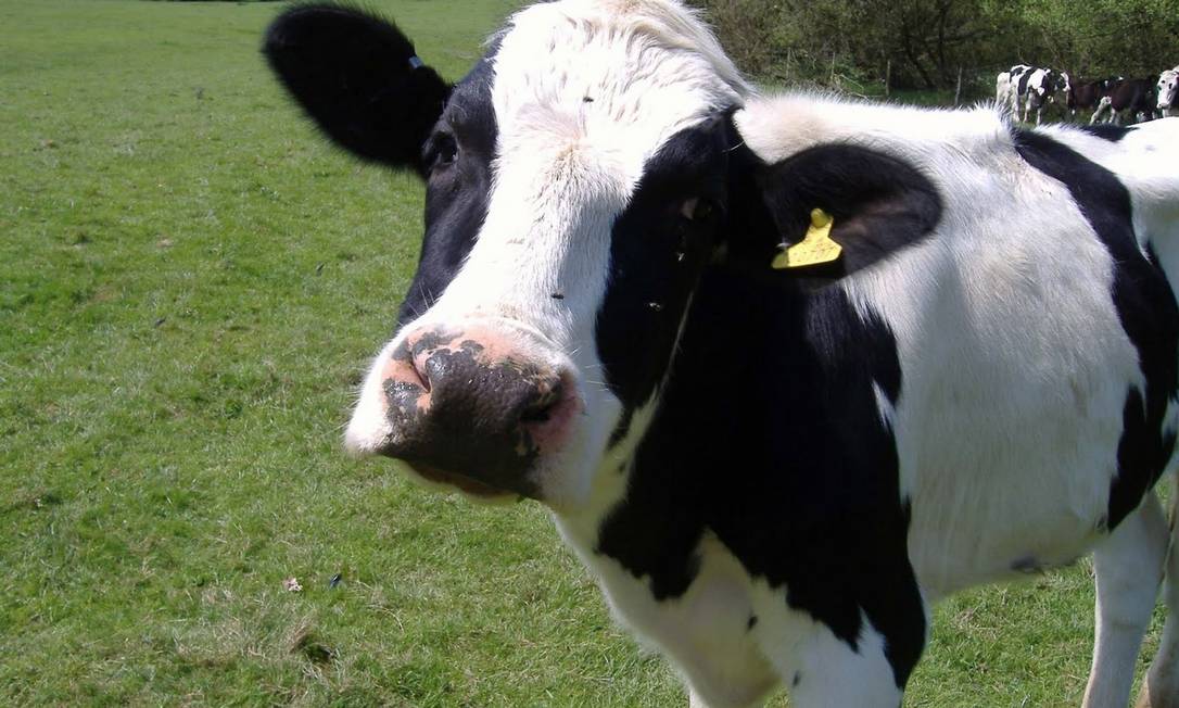 A vaca louca é fatal para os bovinos Foto: Agência O Globo
