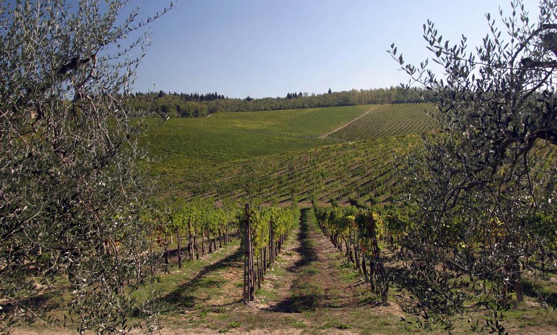 
Videiras para produção de vinho em Chianti, na Itália
Foto:
/
Antonella Kann/08-02-2007
