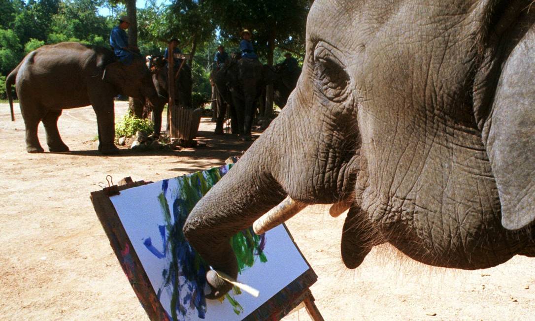 
Um elefante de quatro anos usa a tromba para “pintar” um quadro: neurônios concentrados no cerebelo
Foto:
AP
