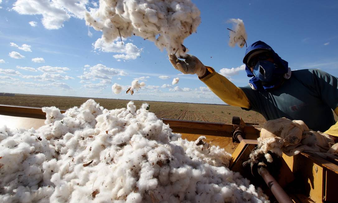 Trabalhador em fazenda de algodão em Luis Eduardo Magalhães, na Bahia Foto: Adriano Machado / O Globo