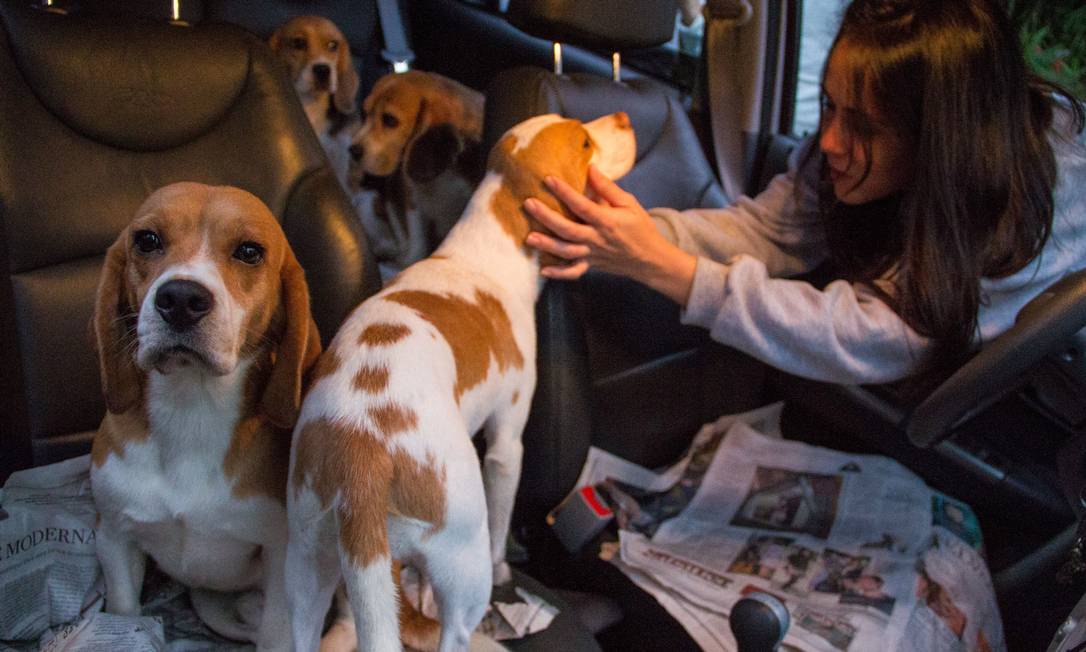 
Ativistas de direitos dos animais invadiram e resgataram, em 2013, cães testados em laboratório na região metropolitana de São Paulo: câmara aprova projeto que restringe pesquisas
Foto:
/
Arquivo/Jardiel Carvalho
