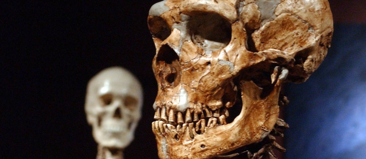 Resultado de imagem para crânio com 40 mil anos descoberto em portugal