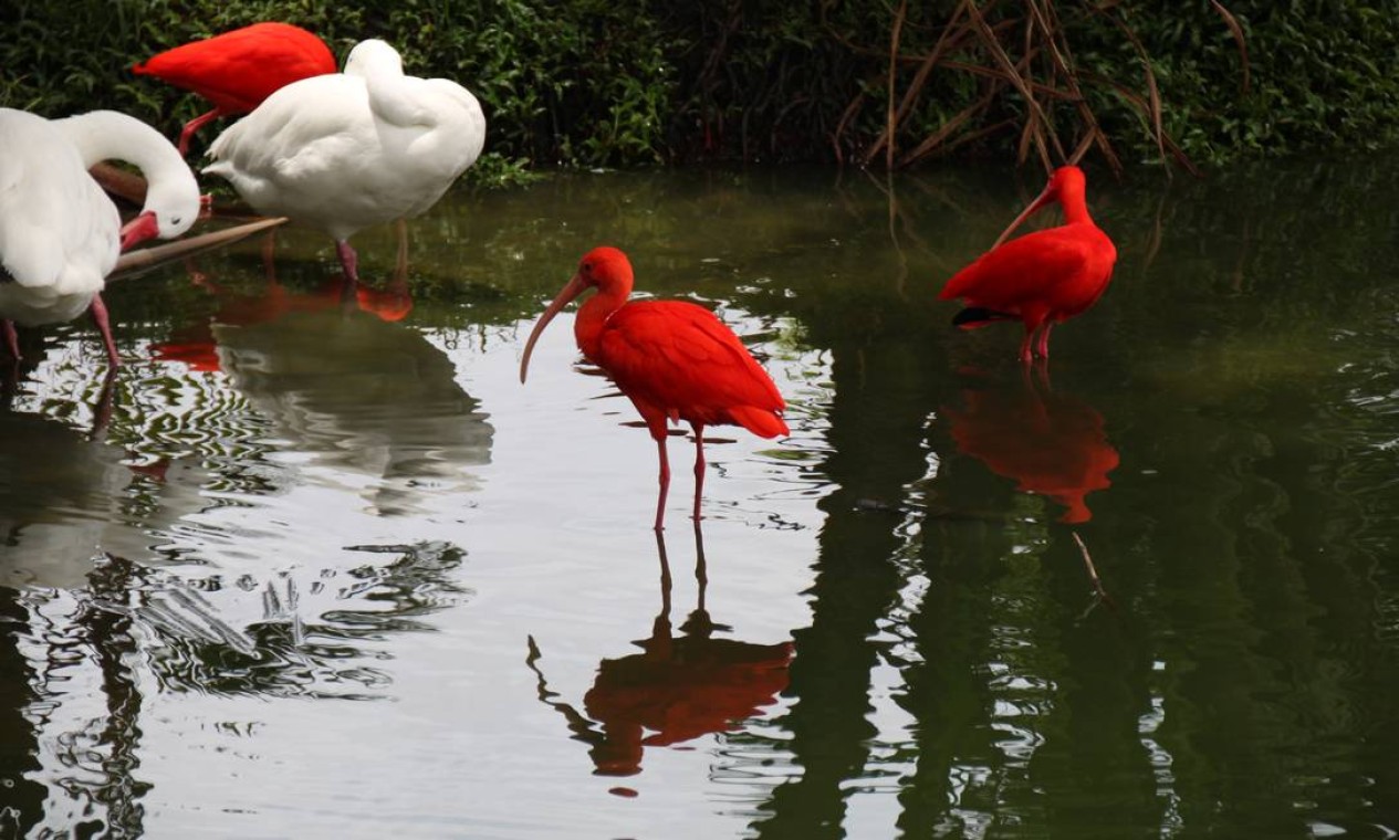 Os belos guarás colorem o parque Mangal das Garças de vermelho Foto: Eduardo Maia / O Globo