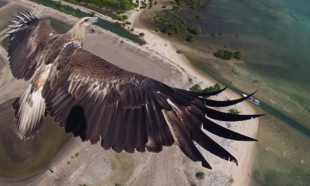 A imagem de uma águia sobrevoando o parque nacional Bali Barat, na Indonésia, foi a grande vencedora de concurso realizado pela rede social Dronestagram Foto: Reprodução/Dronestagram