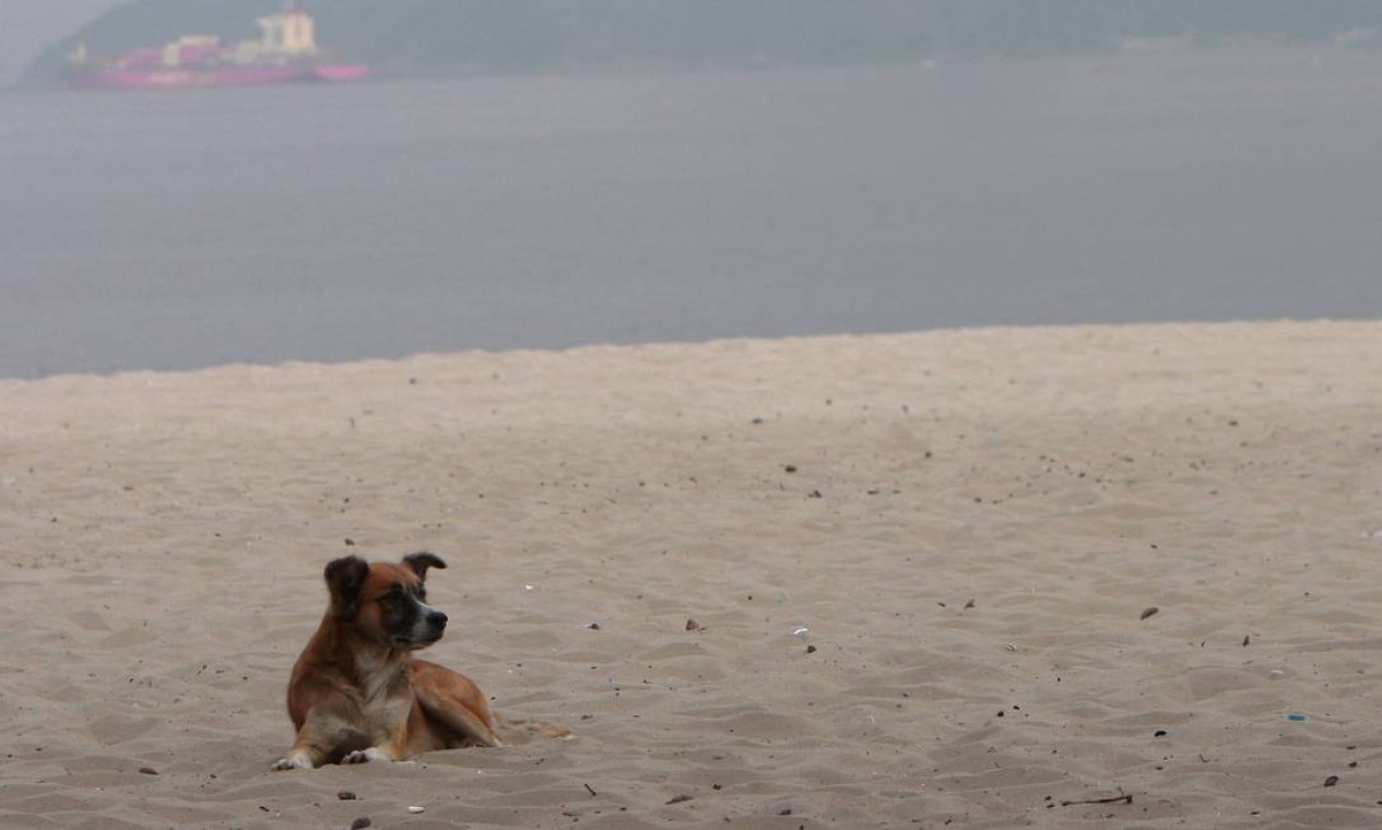 Animais nas areias das praias não é bom nem para cachorro Jornal O Globo