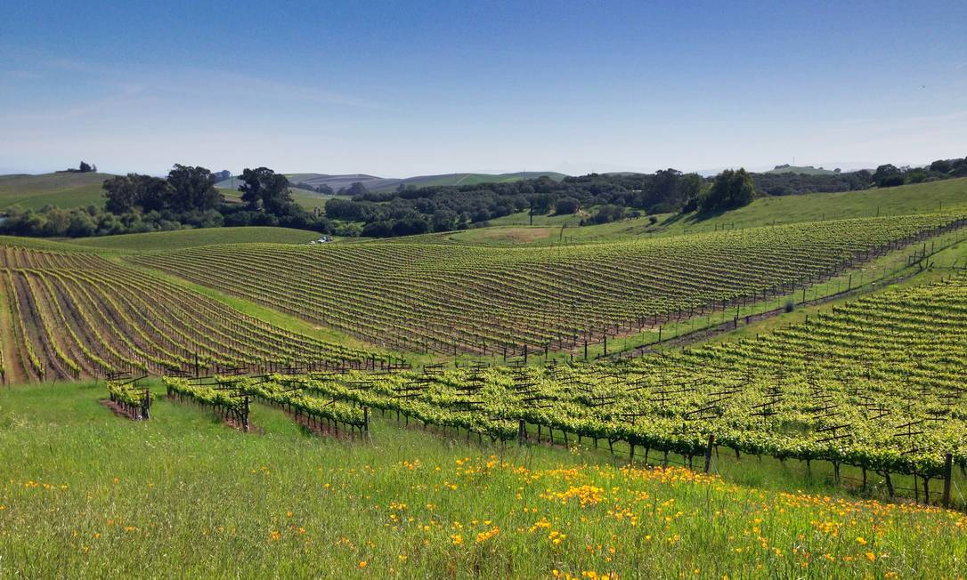 
Os vinhedos do condado de Sonoma, região vinícola mais próxima de São Francisco, na Califórnia
Foto:
Fernanda Dutra
/
O Globo
