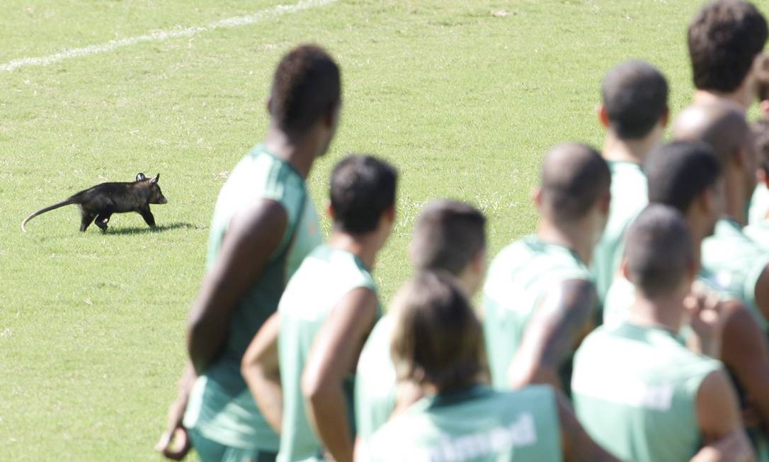 
Cada um na sua. Gambá invade o treino do Fluminense, em Laranjeiras
Foto:
/
Marcos Trsitão/4-4-2013
