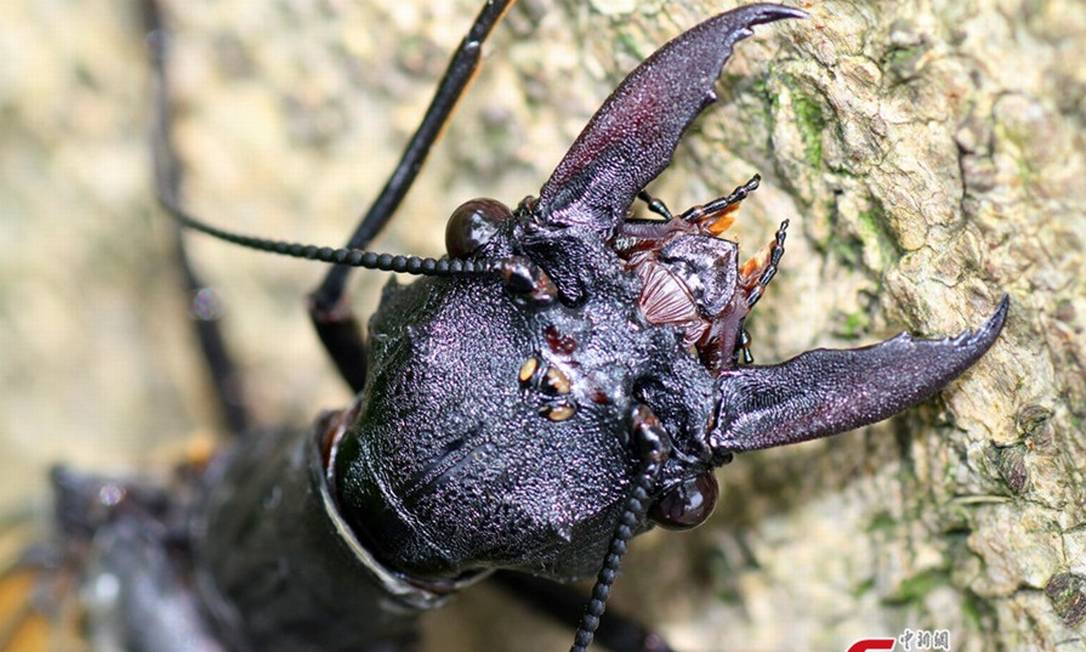 
Novo inseto encontrado na China pertence à família Megaloptera
Foto:
China News Service/ Zhong Xin
