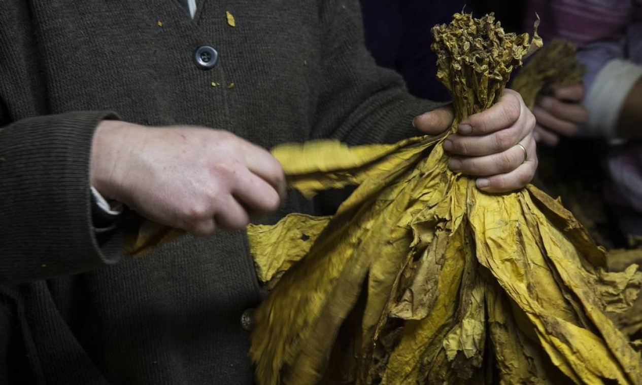 Um agricultor amarra as folhas de tabaco após seleção e classificação formando o que chamam de "boneca" dentro da estufa elétrica no sítio da familia Foto: Antonio Scorza / Agência O Globo