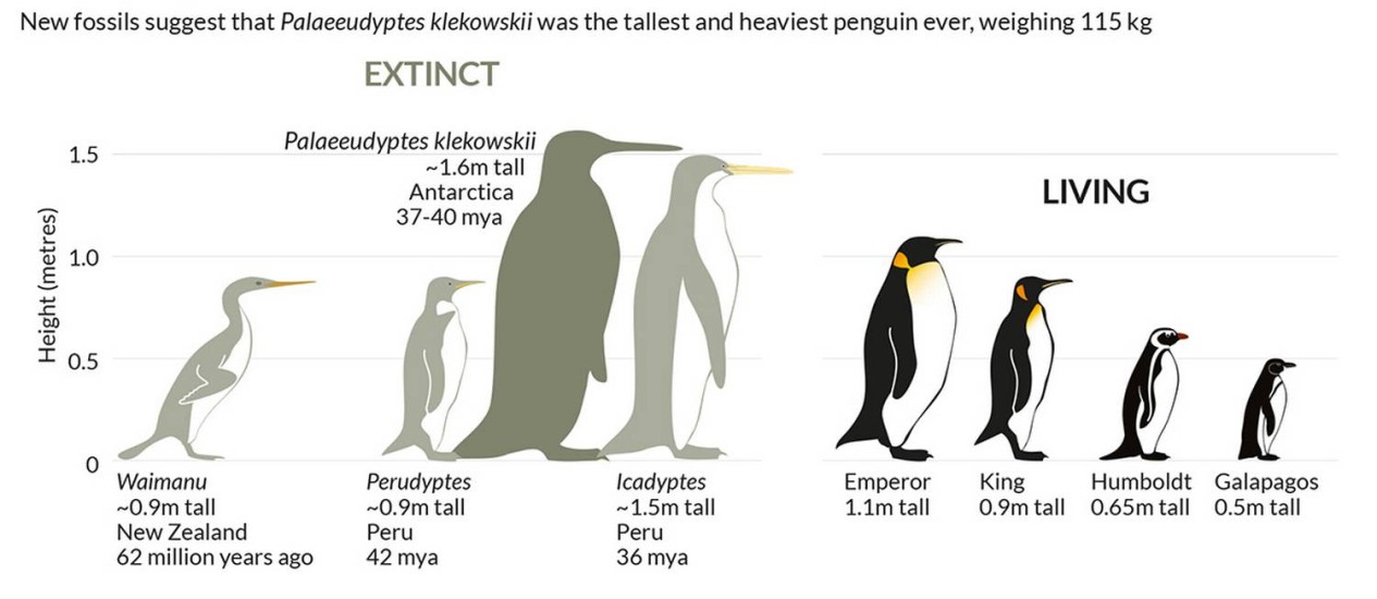 Cientistas descobrem fósseis de pinguim gigante Jornal O Globo