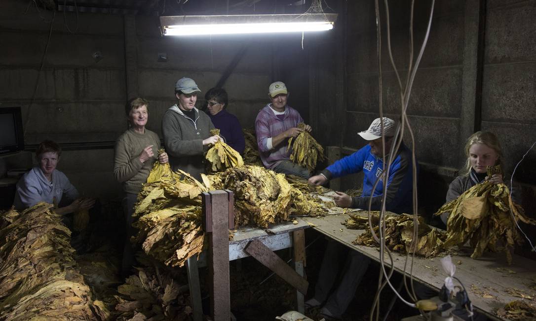 
Diversos membros de uma mesma família gaúcha trabalham numa estufa onde o fumo é seco e selecionado
Foto:
/
Antonio Scorza
