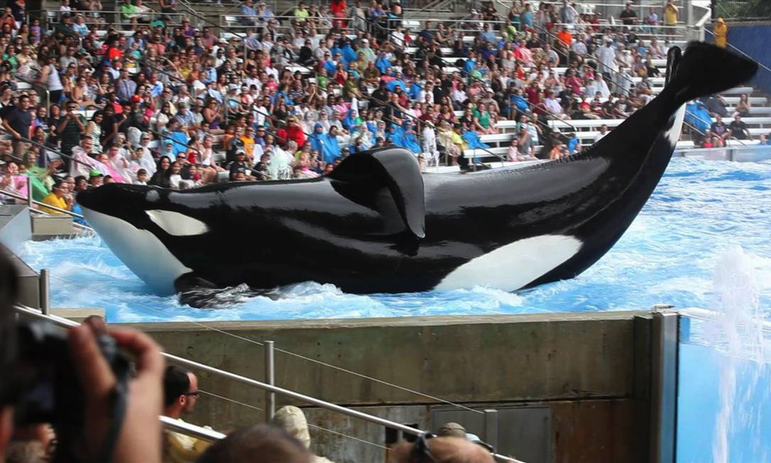 O SeaWorld é ruim? Pequenos fatos sobre parques marinhos