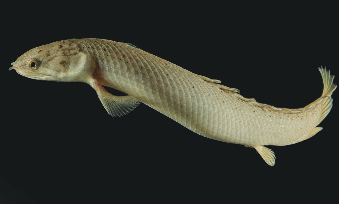 
O peixe pode respirar ar, “andar” na terra e se parece com os peixes antigos que evoluíram para tetrápodes
Foto:
/
A. Morin, E.M. Standen, T.Y. Du, H. Larsson
