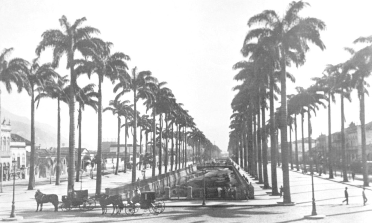 As palmeiras imperiais que ornamentavam a Avenida do Mangue Foto: Arquivo Geral da Cidade do Rio de Janeiro