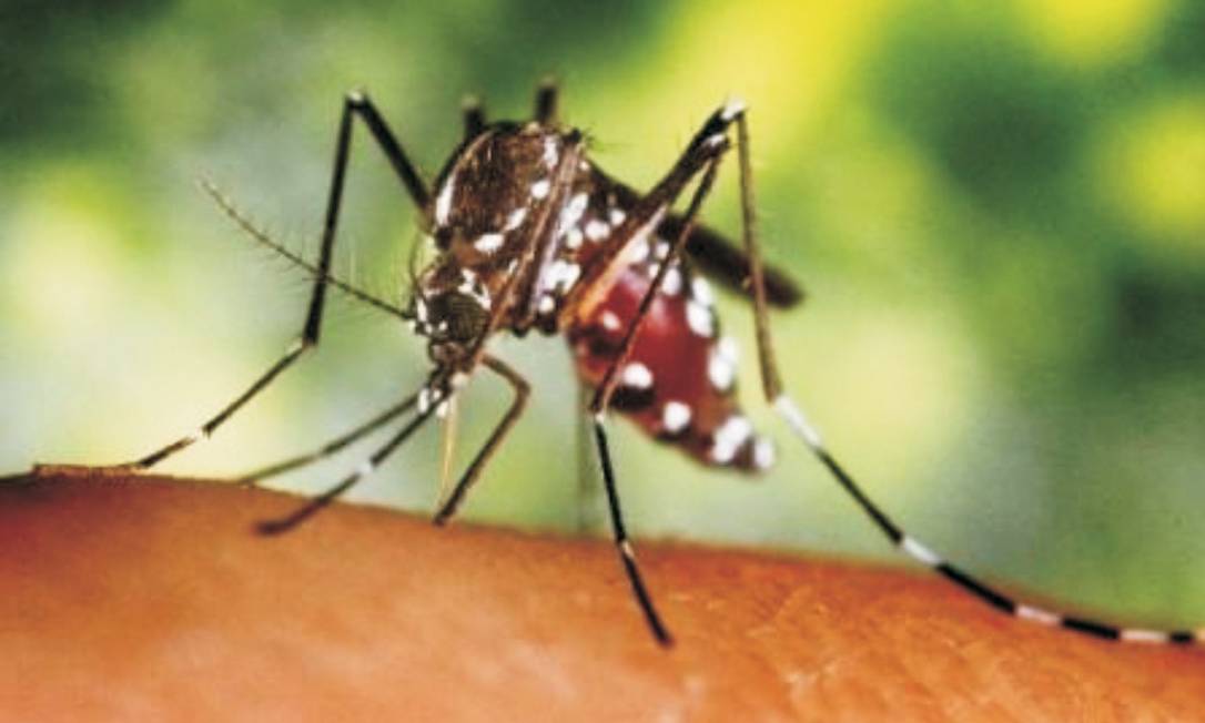 Aedes aegypti é transmissor da doença Foto: Reprodução / Agência O Globo
