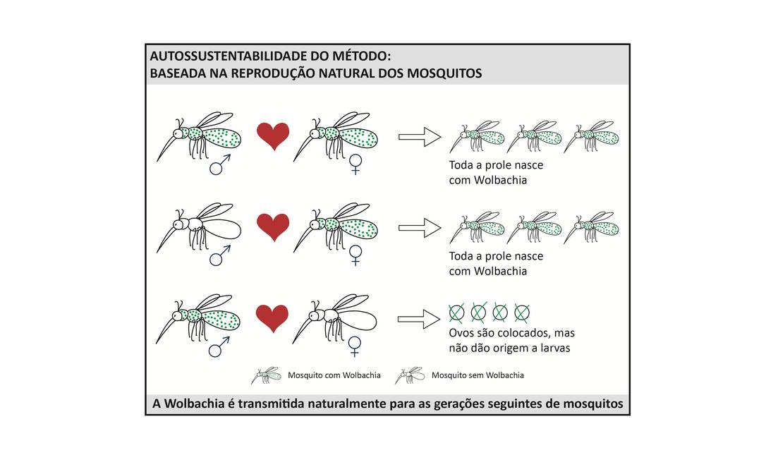 
Diagrama mostra como a bactéria se espalha entre os mosquitos transmissores da dengue depois que os insetos contaminados são liberados em um ambiente
Foto:
Fiocruz
