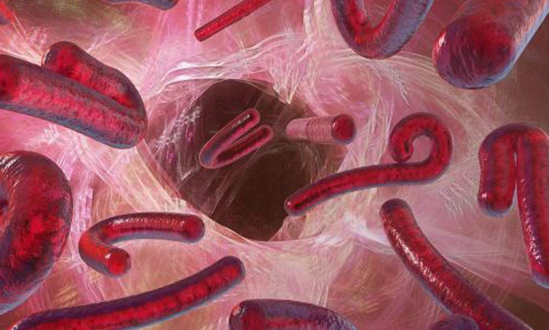 O vírus causador do ebola: paciente está isolado em centro médico no Texas Foto: Divulgação