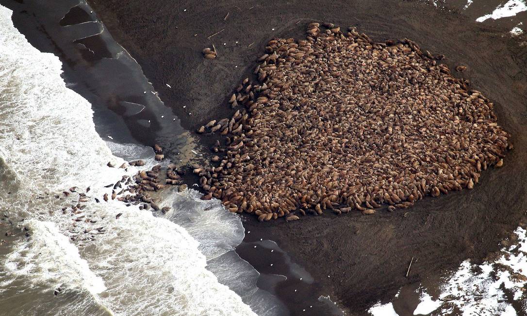 Rebanho em número recorde foi avistado em praia do Alasca Foto: NOAA