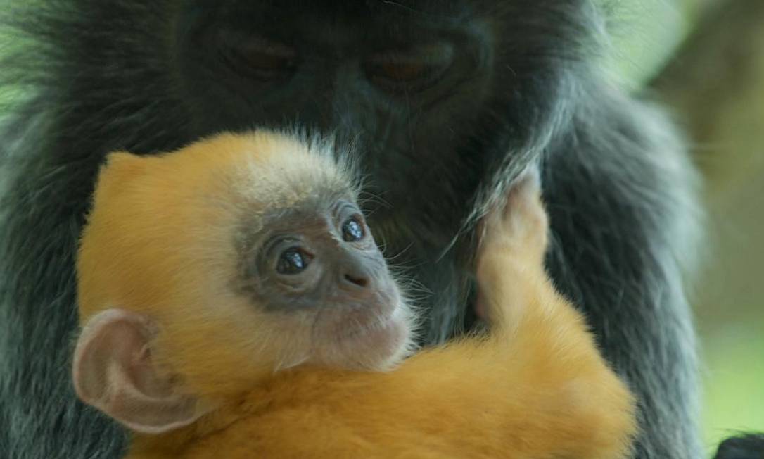 Recém-nascido: imagem rara documenta macaca ajudando outra Foto: Reprodução da internet