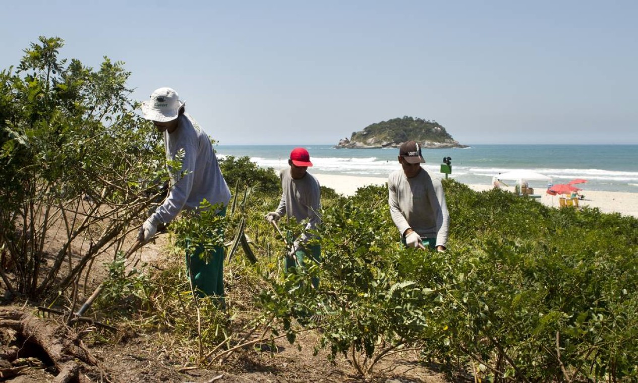 Projeto De Recuperação De Restinga No Rio Chega A Grumari Com Plantas Ameaçadas De Extinção 6842