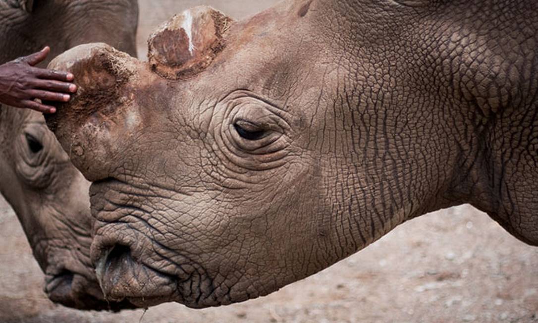 
Suni era um dos quatro rinocerontes-brancos-do-norte que habitavam a unidade de conservação de Ol Pejeta, no Quênia
Foto:
/
Diculgação/Ol Pejeta
