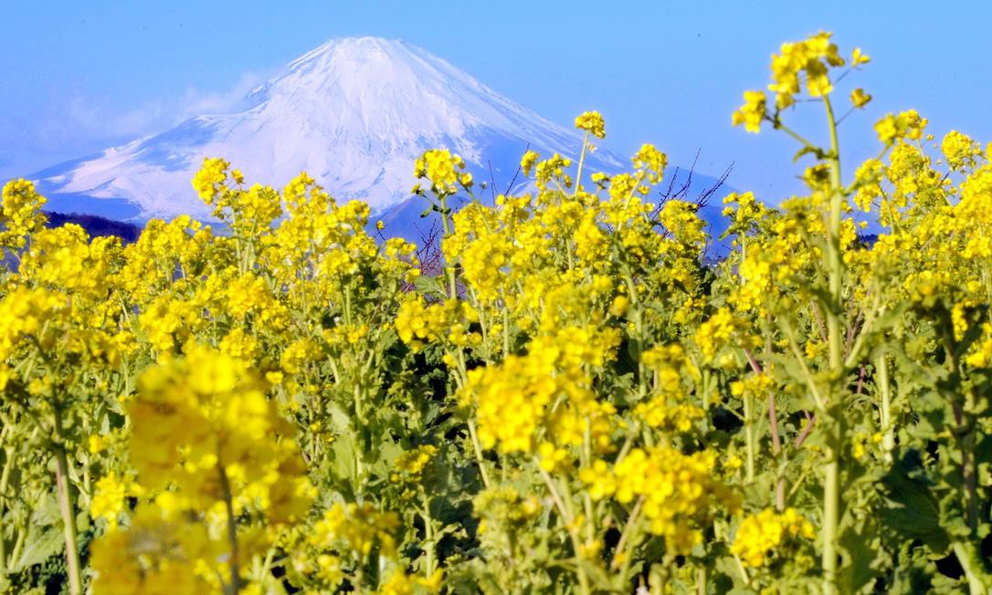 O passeio de trem de Tóquio à Kioto tem o Monte Fuji como cartão postal Foto: TORU YAMANAKA / AFP
