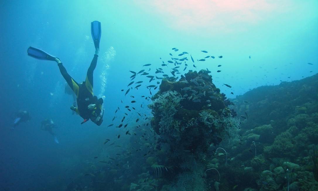 
Corais estão entre os ecossistemas mais ameaçados
Foto:
Free Photos
